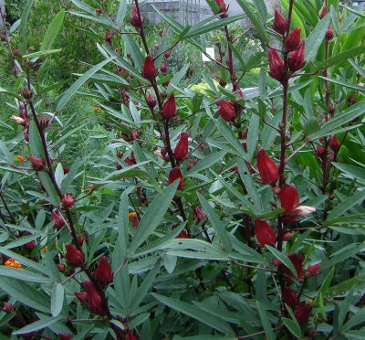 چای ترش